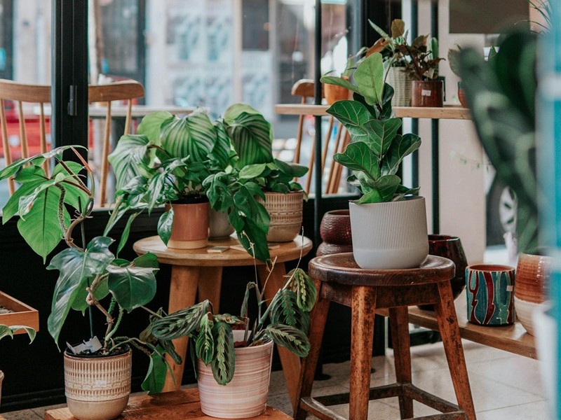 Biljke koje donose sreću i mir u dom: Ovih pet zelenih prijatelja čiste energiju i popravljaju raspoloženje