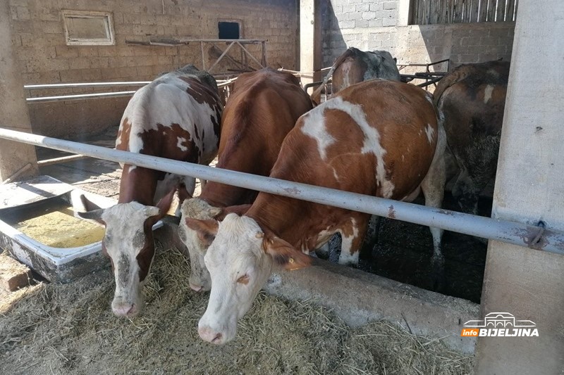 Bijeljinski farmer proizvodi 1.000 litara mlijeka dnevno: “Premije su nam praktično jedina zarada”