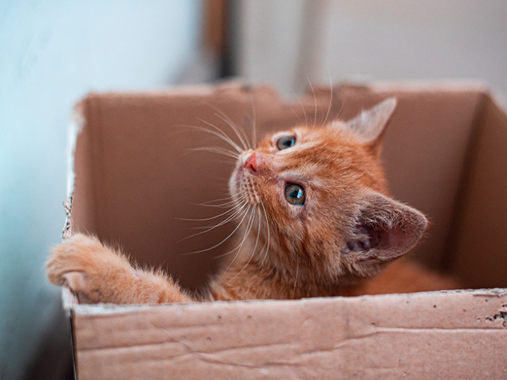 Žena slučajno poslala mačku u paketu