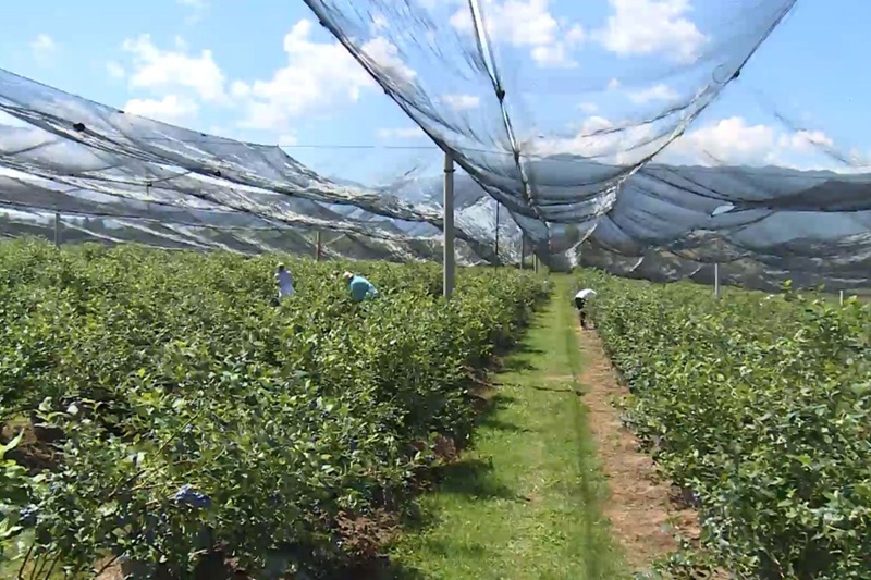 Rekordan urod borovnica u Bihaću: Plantaža u Vikićima očekuje više od 20 tona plodova