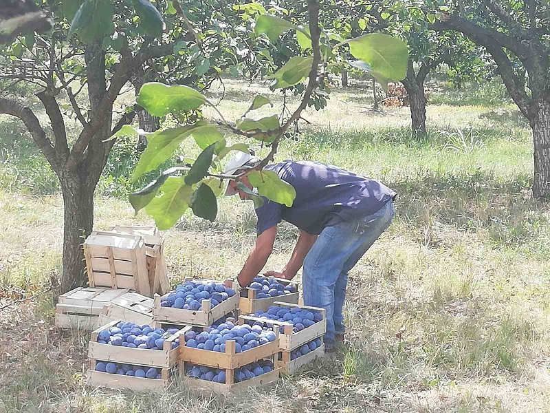 Majevički voćari zadovoljni ŠLJIVOVICA KOJA JE KVALITETOM OSVOJILA KUPCE NA SVIM KONTINENTIMA