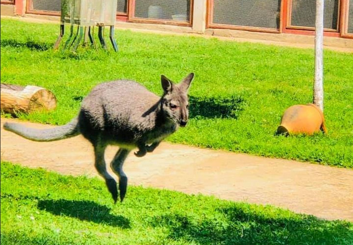 Potraga još traje: Najtraženijem bjeguncu ni traga, stiže novi kengur
