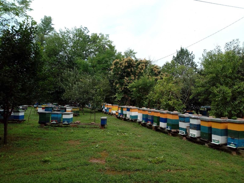 Pčelari u Semberiji ostali bez 80% pčela: Inženjer poljoprivrede locirao problem i predložio rješenje (FOTO)