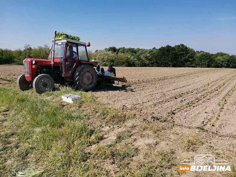 Nevremena otežavaju sadnju duvana: Hoće li proizvođači uspjeti završiti radove na vrijeme