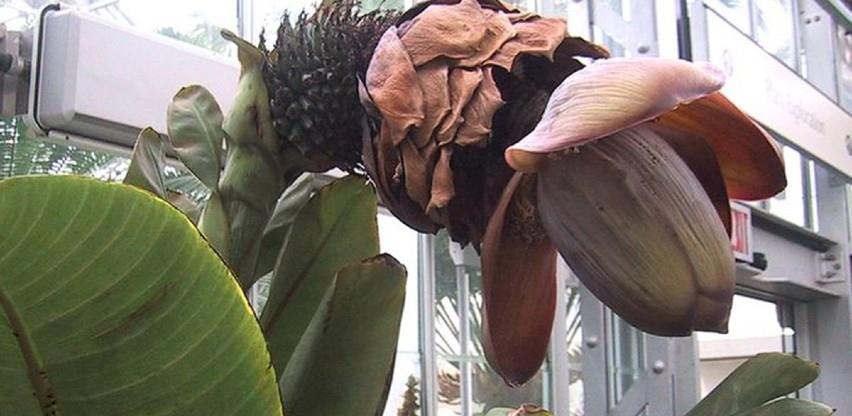 Lažna banana - nova superhrana