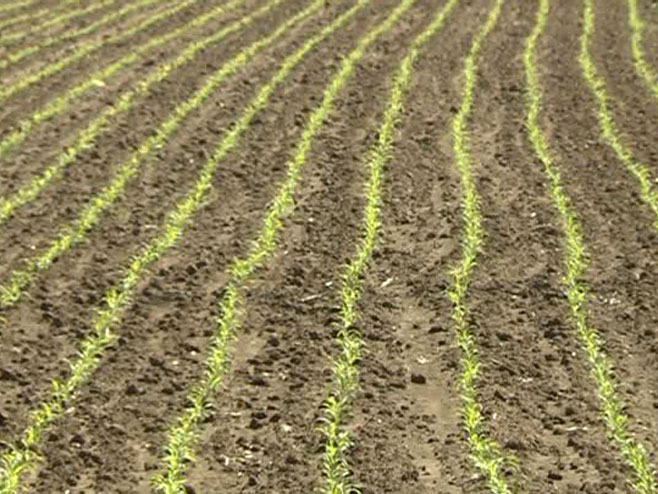 Vremenske prilike pogoduju ozimim kulturama