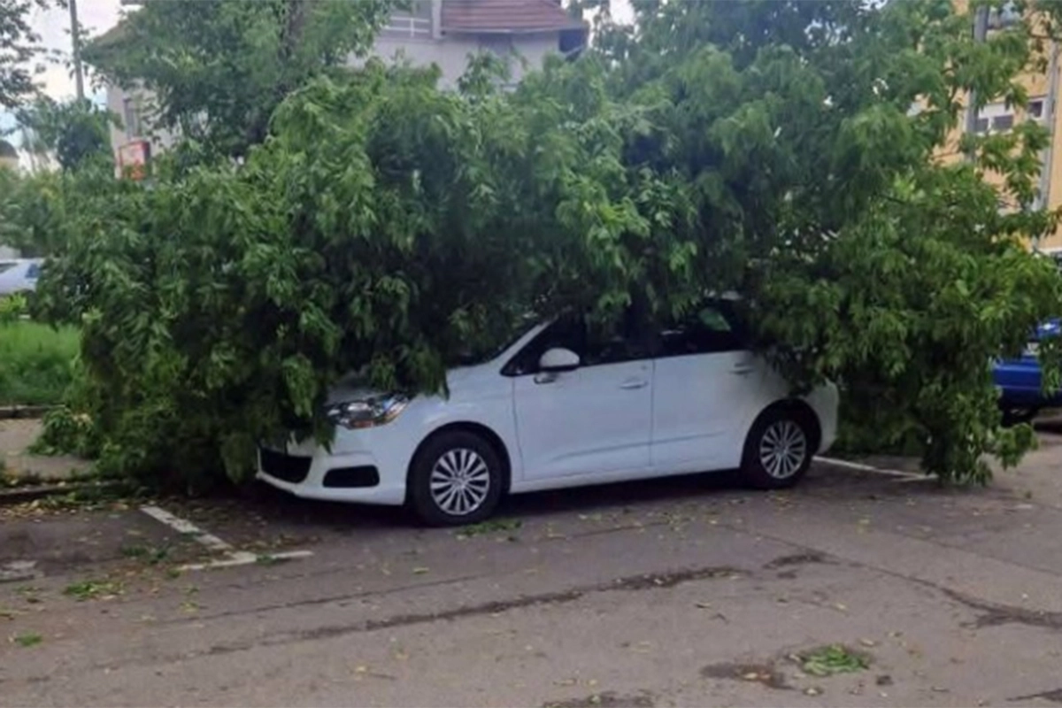 Drvo palo na automobil u Banjaluci