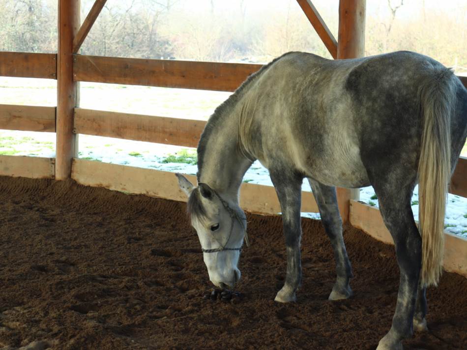 Kobila udarila nogom veterinara (48), poginuo na licu mjesta: Užas u Hrvatskoj