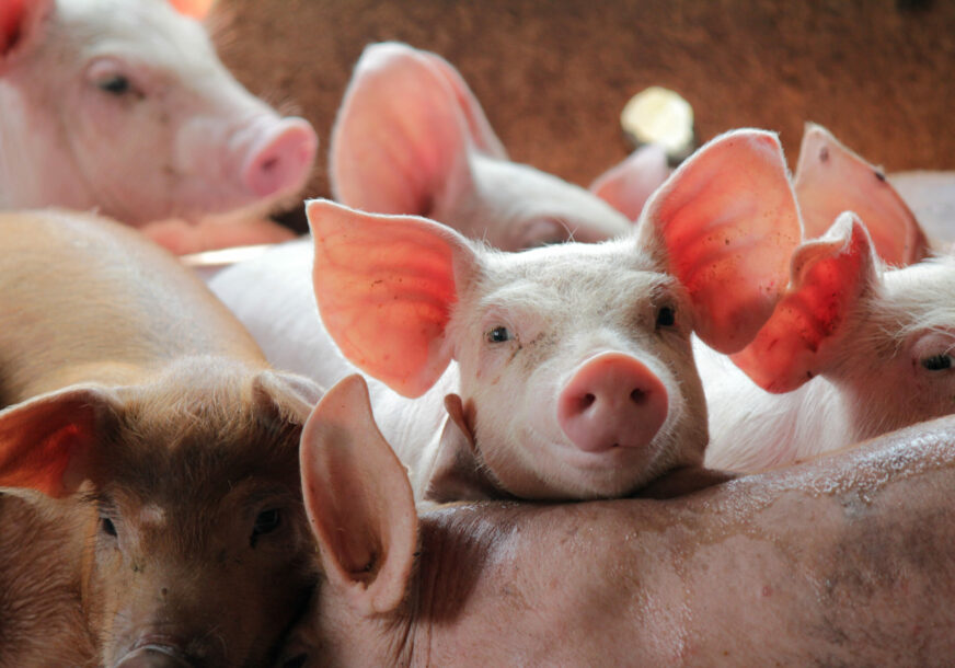 Ambasada Kine donira sredstva za borbu protiv širenja afričke kuge svinja