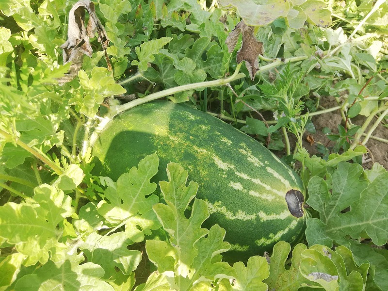 GLAVOBOLJA ZA SEMBERSKE POLJOPRIVREDNIKE Suša ubire ljetinu