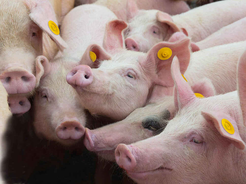 Radi se na suzbijanju zarazne bolesti: U Srbiji se pojavila afrička kuga svinja