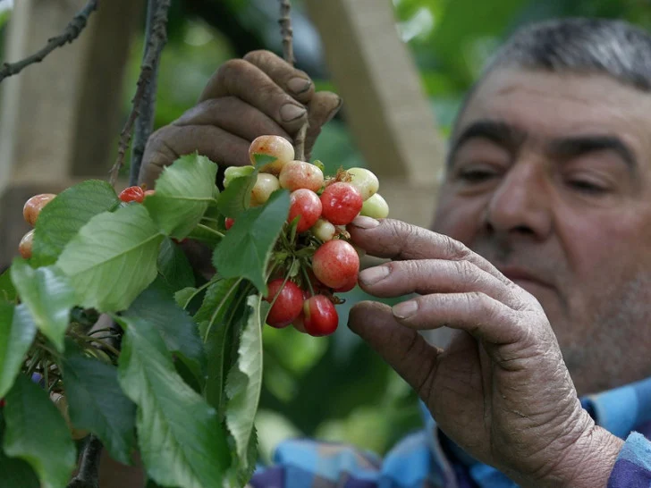 Trešnje planule u Srpskoj: Potražnja tri puta veća od ponude