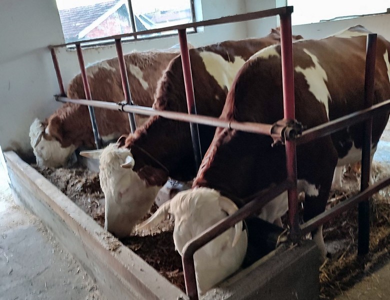 Semberska porodica Vidaković se posvetila proizvodnji sireva: “Ispostavilo se da ne možemo napraviti koliko bi mogli prodati”