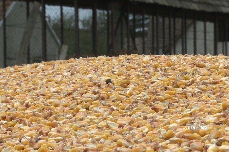 Mladi Semberac obrađuje 200 dunuma, hrani stoku i sam se o svemu brine: Teško naći djevojku koja bi da živi u selu