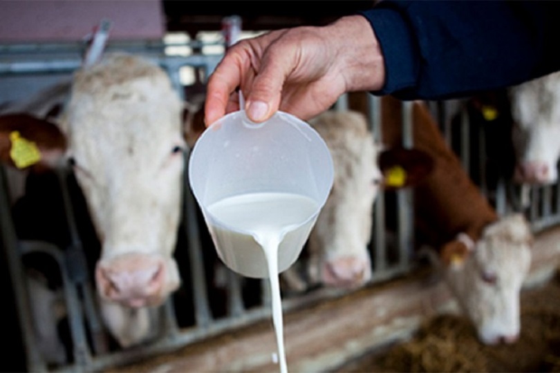 Uvođenje prelevmana na uvoz ili propast mljekarstva u BiH