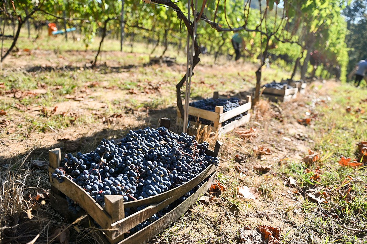 Rekordna berba u Srpskoj: