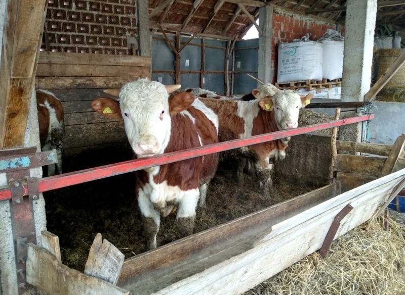 Potvrđena četiri nova slučaja antraksa kod stoke u Hrvatskoj – Vlajčić: „Biće još uginuća“