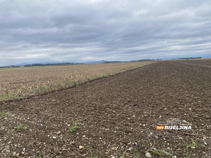 Zahuktava se sjetva u Semberiji: Zašto poljoprivrednici sve više prelaze na pšenicu? /FOTO/