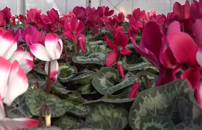 Rijetka sobna biljka koja cvjeta u jesen i zimu