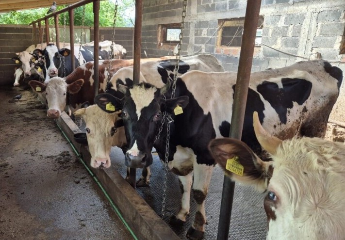 Zaražene krave već 22 dana u štali, a farmer očajan: