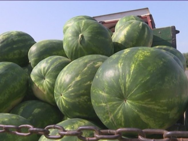 Nezadovoljni semberski proizvođači lubenica