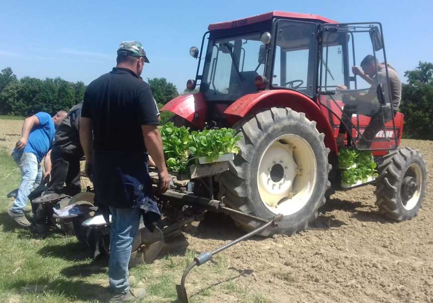 U Semberiji počela sjetva duvana: Zbog niske otkupne cijene proizvodnja se smanjuje iz godine u godinu