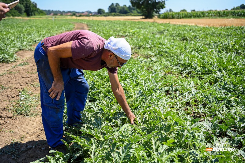 Poljoprivrednik iz Donjeg Crnjelova: Lubenicu prodamo za 0,40, a u marketima skuplja od marke (FOTO)