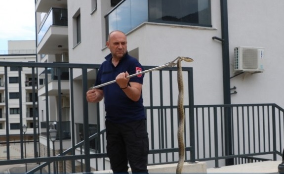 Ogromna zmija prestravila mještane trebinjskog naselja Travunija (FOTO)