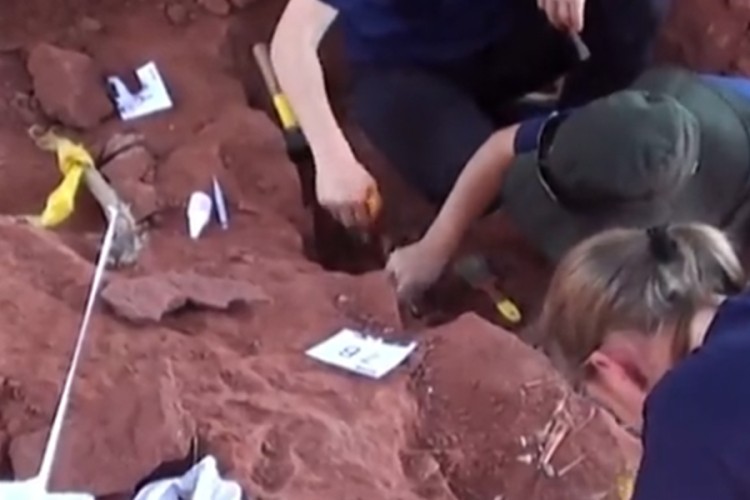 Otkrivena rijetka vrsta dinosaurusa, usta im liče na kljun