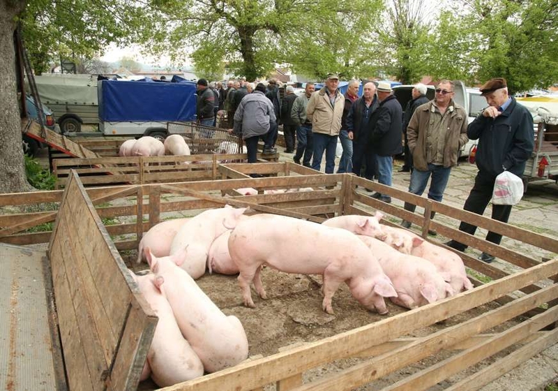 Cijene prasića pred Vaskrs 10 KM po kilogramu 