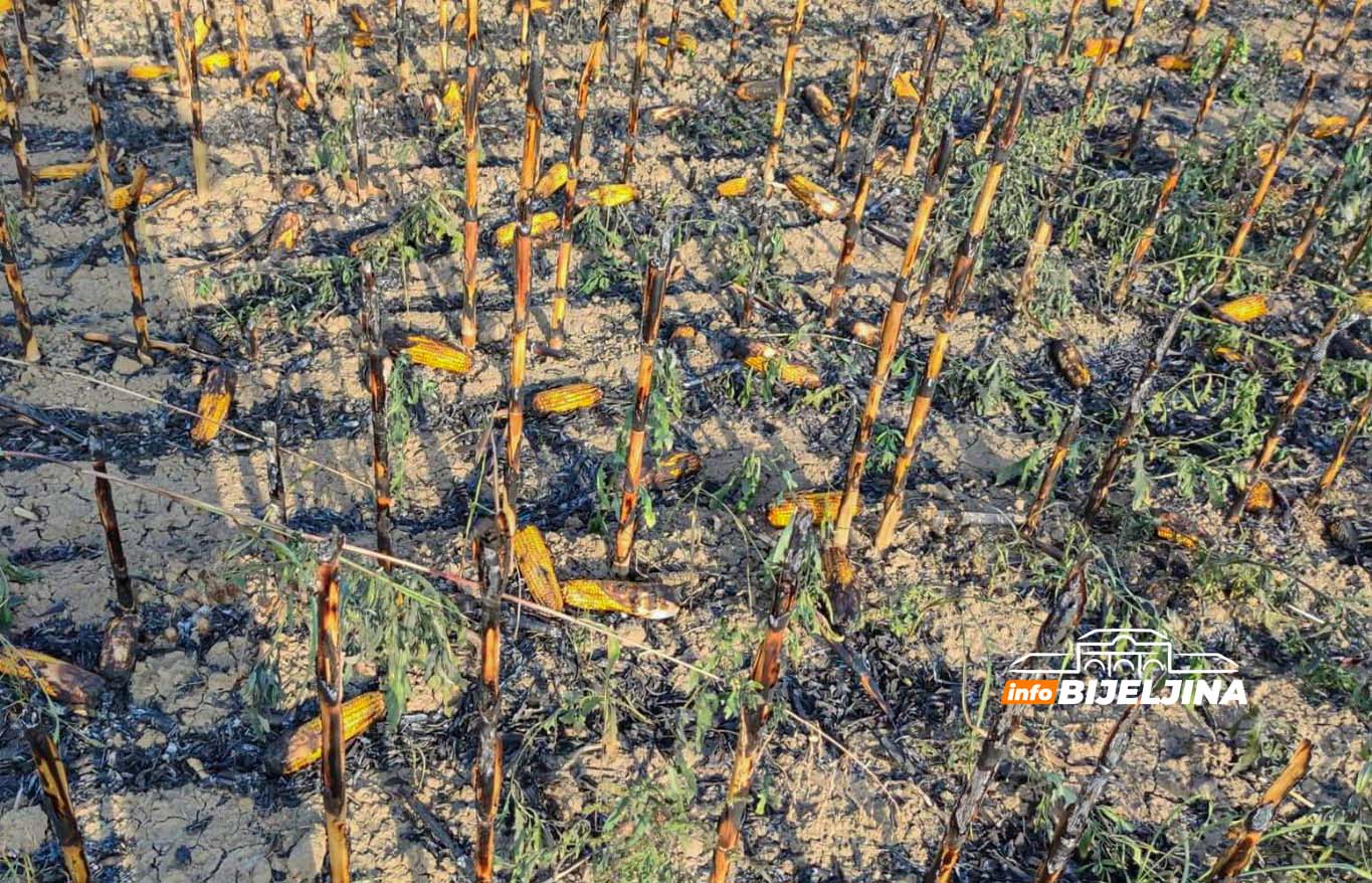 IZGORIO I ZASAD POD KUKURUZIMA U Bijeljini danas 12 POŽARA, vatrom čistili imanja uprkos vjetru (FOTO)  