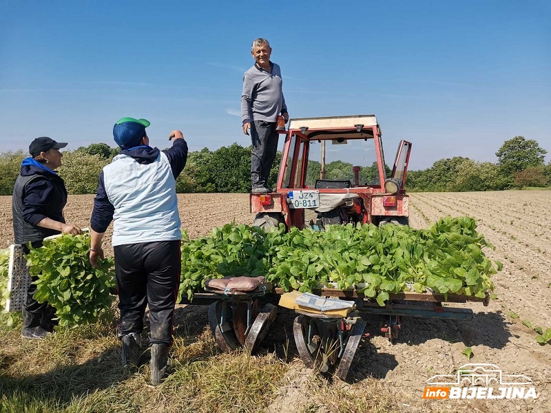 Nevremena otežavaju sadnju duvana: Hoće li proizvođači uspjeti završiti radove na vrijeme