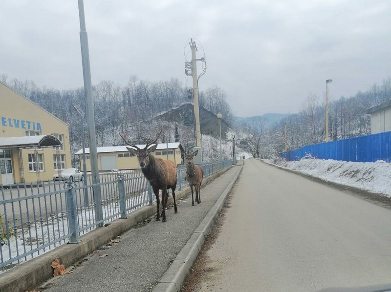 Impresivan prizor u Loparama: Jeleni se spustili do kuća (FOTO)