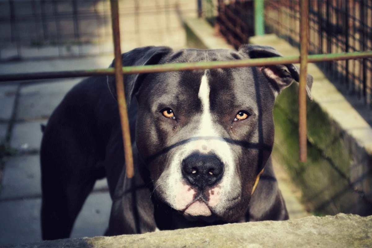 Pitbul napao muškarca ispred zgrade u Sarajevu