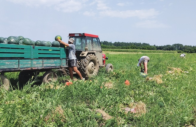 GUBITKE MJERE U MILIONIMA: Voćare Srpske ove sezone ugrožava slab prinos i nekontrolisan uvoz