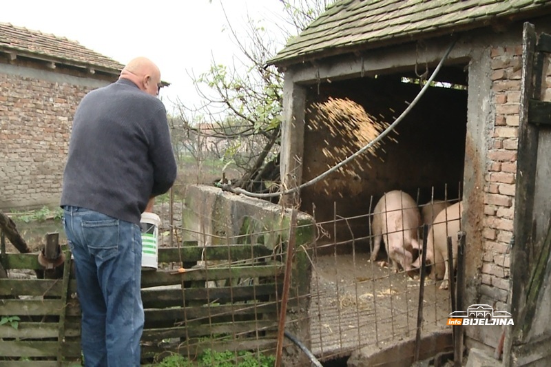 Provjerili smo: Koliko u Semberiji koštaju tovljenici i polutke, a od čega strahuju farmeri?