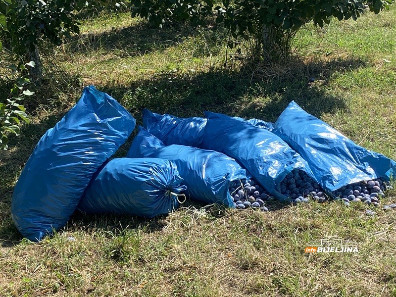 Berba šljive na Majevici u punom jeku: Rod dobar, ali voćari nemaju puno razloga da budu zadovoljni (FOTO)
