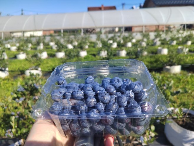 Borovnica ove godine izdala Srebrenicu: Nema roda, nema berbe, nema zarade