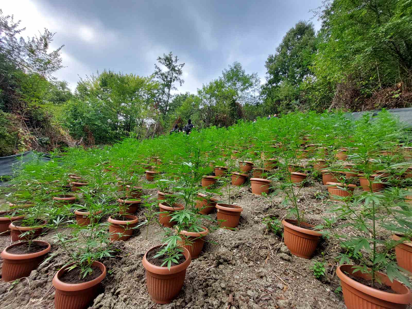 PU Bijeljina: Zaplijenili 172 kilograma marihuane, uhapšen muškarac iz Lopara (FOTO)