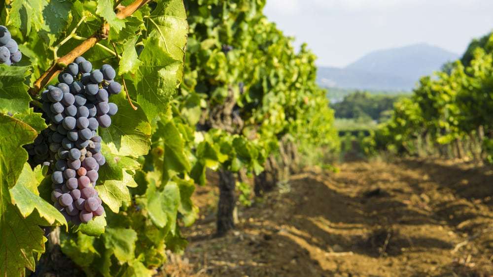 Vinari u Srpskoj očekuju berićetnu godinu