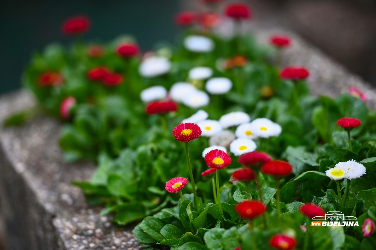 InfoBijeljina u posjeti rasadniku 