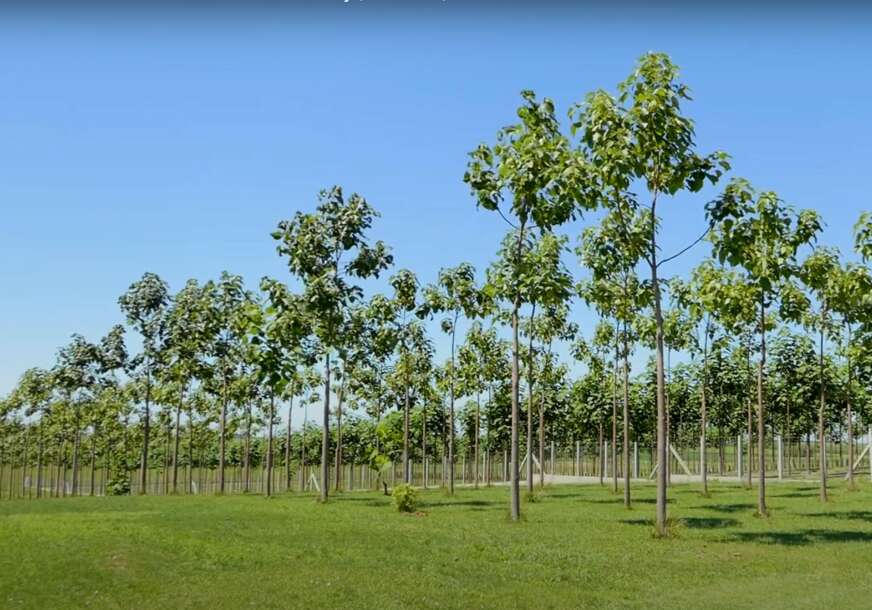 Da li je priča o paulovniji “PREVARA VIJEKA”? Drvo koje je obećavalo bogatstvo – danas niko neće da kupi