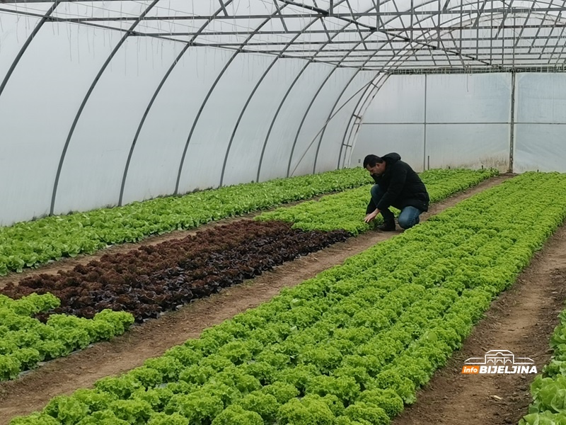 Porodica iz Semberije uzgaja 20 sorti zelene salate: “Više računice imaju preprodavci” (FOTO)