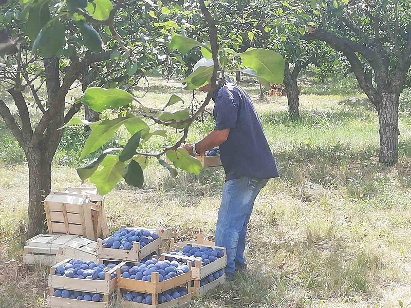 Majevički voćari zadovoljni ŠLJIVOVICA KOJA JE KVALITETOM OSVOJILA KUPCE NA SVIM KONTINENTIMA