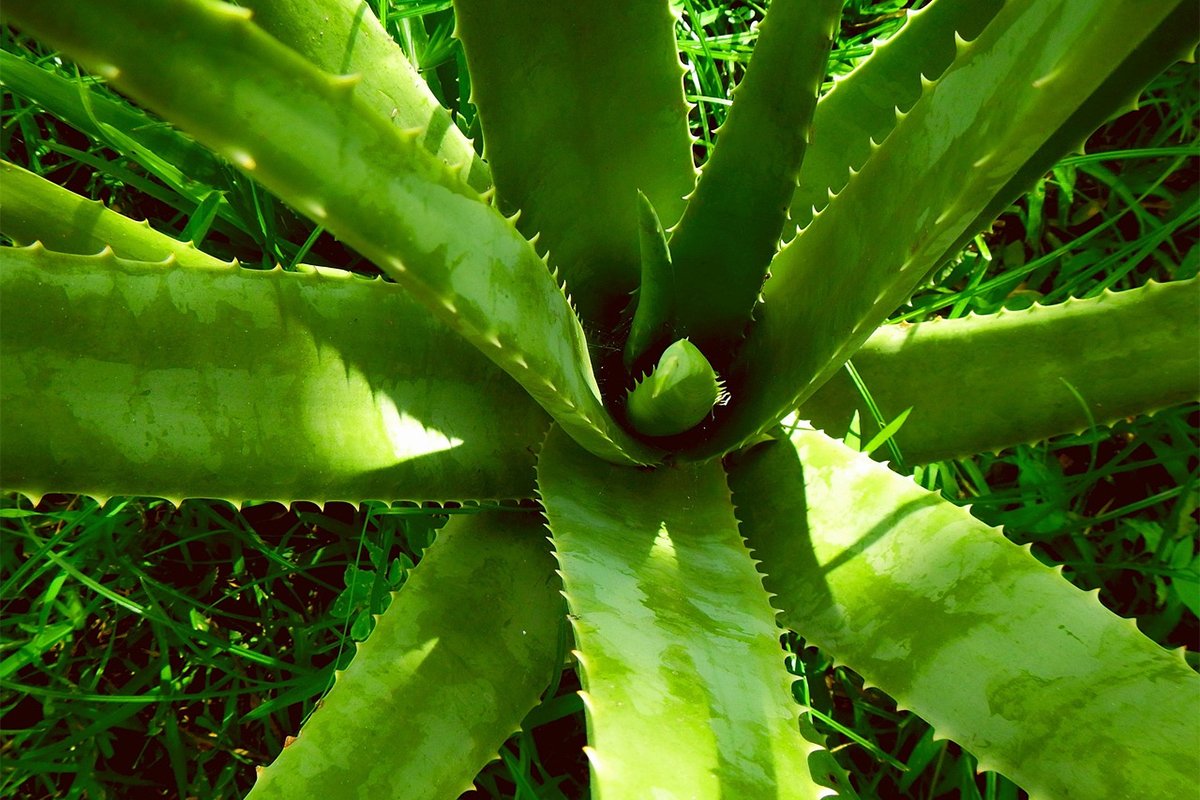 Aloe vera je najkorisnija biljka koju možete imati – pet je razloga za to