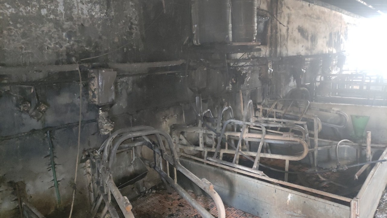 ŠTETA OGROMNA Uglednom semberskom farmeru vatra progutala prasilište sa 13 krmača i 120 prasadi