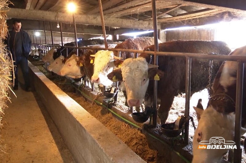 BiH uvozi stoku vrijednu 93 miliona KM, dok domaći poljoprivrednici stradaju zbog nedostatka zaštite