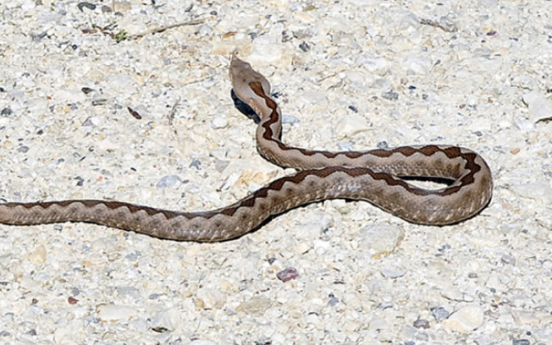 U Srpskoj ima dovoljno seruma protiv zmijskog otrova