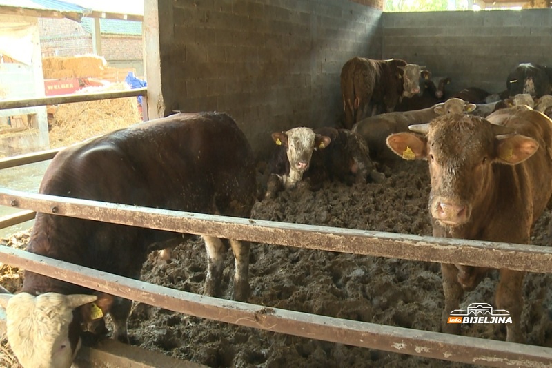 Tov junadi u Semberiji bilježi rast, dobra i cijena: Šta je stočare motivisalo da napune farme?
