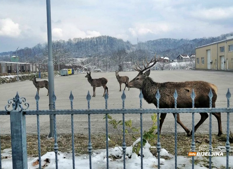 Impresivan prizor u Loparama: Jeleni se spustili do kuća (FOTO)